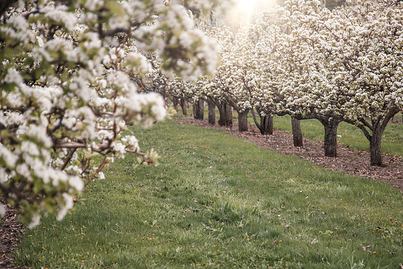 SpringBlossoms
