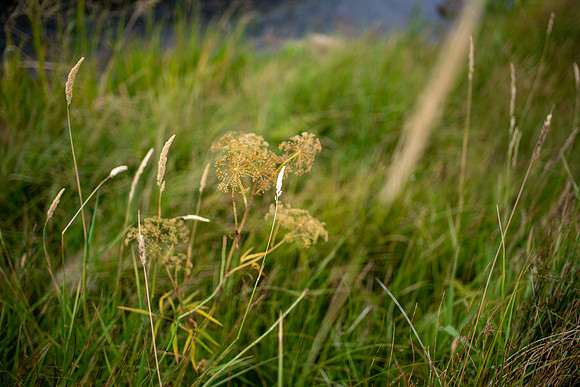 DSC_8685 copy