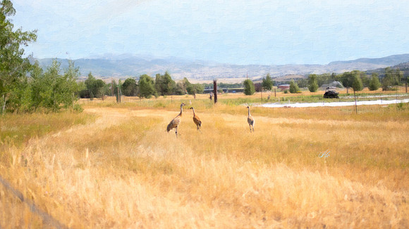 birdsDSC_8732 copy