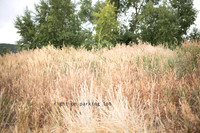 DSC_8589 copy